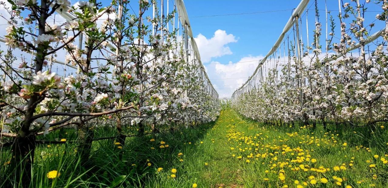 Affittacamere Dolce Sogno كوريدو المظهر الخارجي الصورة